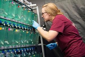 Student feeds fish in RWU's Wet Lab.